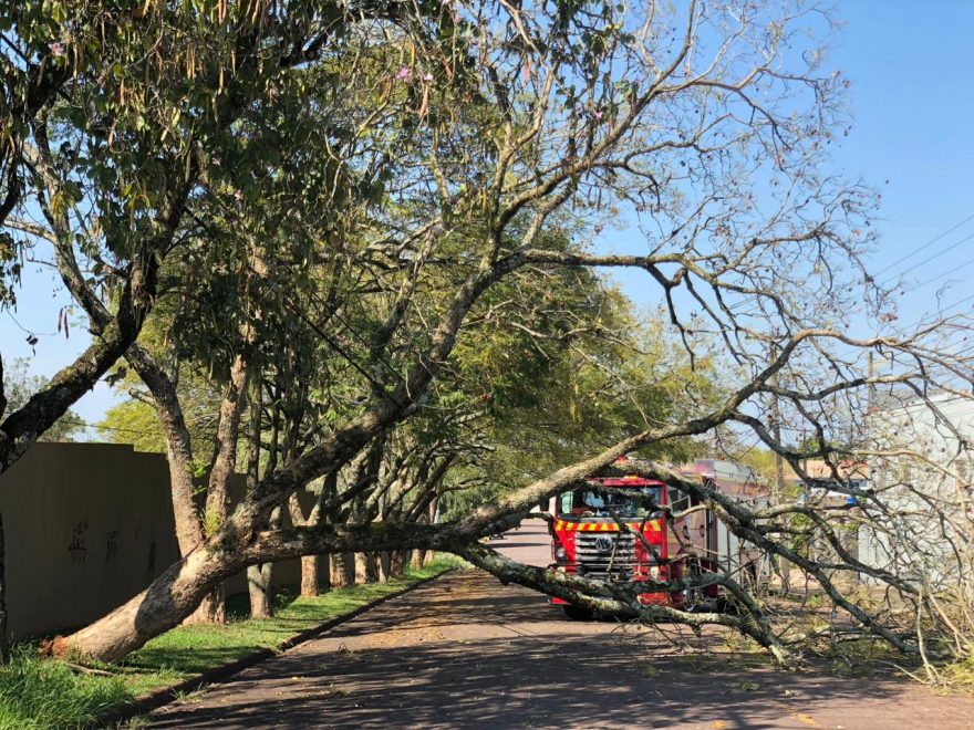 Bombeiros removem árvore caída na Rua Cassiano Jorge Fernandes