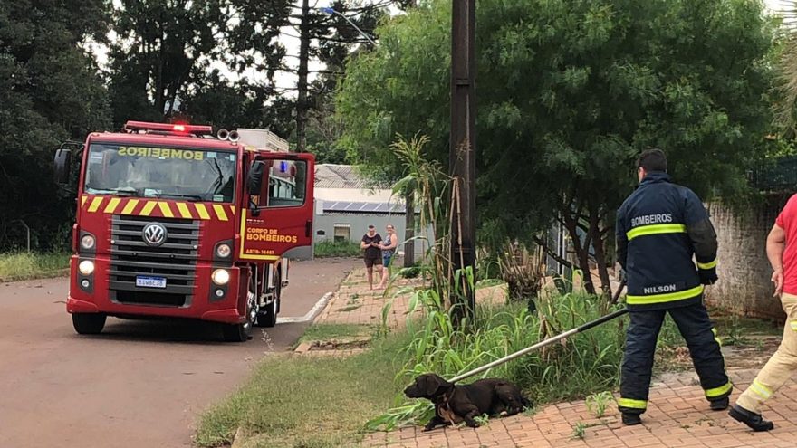 Cachorro invade residência e é capturado pelo Corpo de Bombeiros