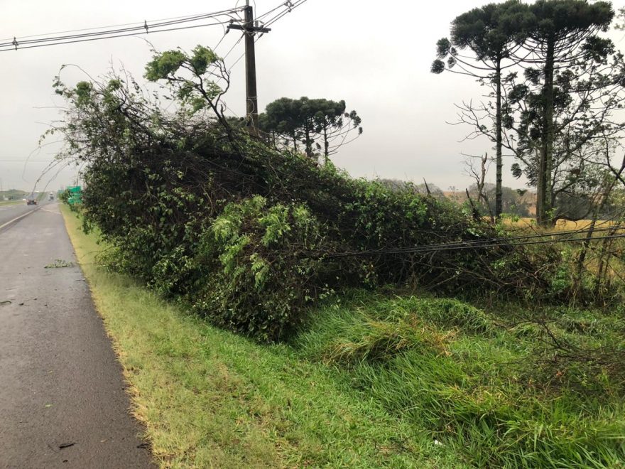 Ventania derruba árvore sobre a rede de alta tensão na BR-277