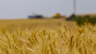 Novo recorde: maior que em 2022, safra de trigo deve superar 10,8 milhões de toneladas