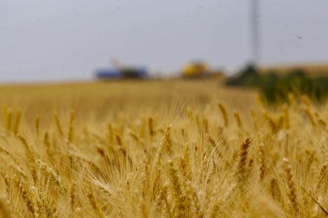 Novo recorde: maior que em 2022, safra de trigo deve superar 10,8 milhões de toneladas