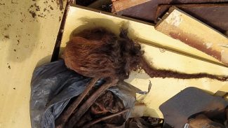 Ossada estava em uma caçamba em Santa Tereza do Oeste e pode ser de uma mulher