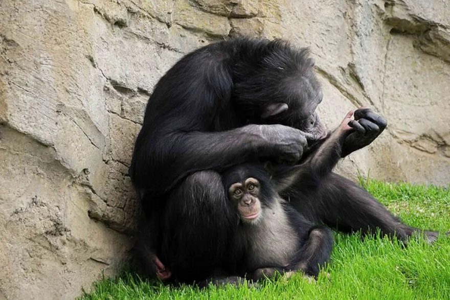 Veja reencontro emocionante entre mamãe chimpanzé e filho que estava em tratamento