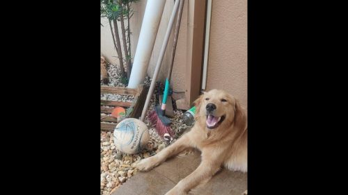 Cachorra é encontrada no bairro Fag Imagem referente a Cachorra é encontrada no bairro Fag