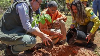 Governo quer evitar licença ambiental de longo prazo no Cerrado Governo quer evitar licença ambiental de longo prazo no Cerrado