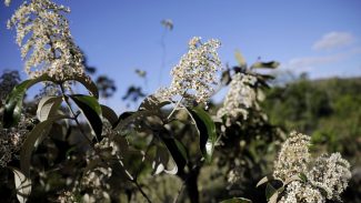 Encontro promove imersão na cultura, sabores e povos do Cerrado