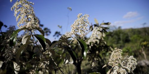 Imagem referente a Encontro promove imersão na cultura, sabores e povos do Cerrado