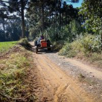 À sombra de araucárias, erva-mate do Paraná vira destaque do Prêmio Orgulho da Terra