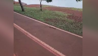 Imagem referente a Conhece? briga de cobras é registrada no Lago Municipal