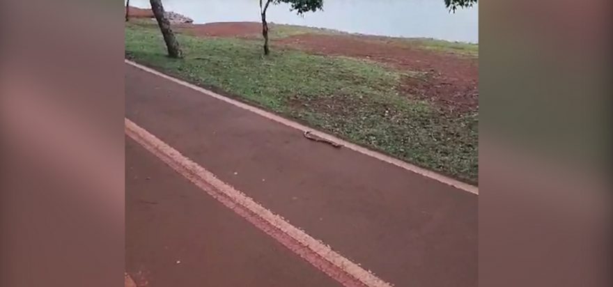 Conhece? briga de cobras é registrada no Lago Municipal