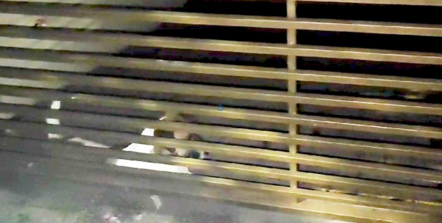 Moradores teriam se mudado há dois meses deixando cachorros trancados, diz internauta