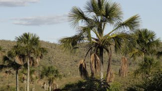 Exemplo de preservação, Quilombo Kalunga mantém nativos 83% do Cerrado