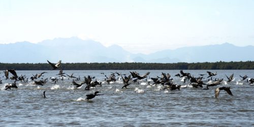 Imagem referente a “Abusamos do direito de errar”, diz biólogo sobre Baía de Guanabara