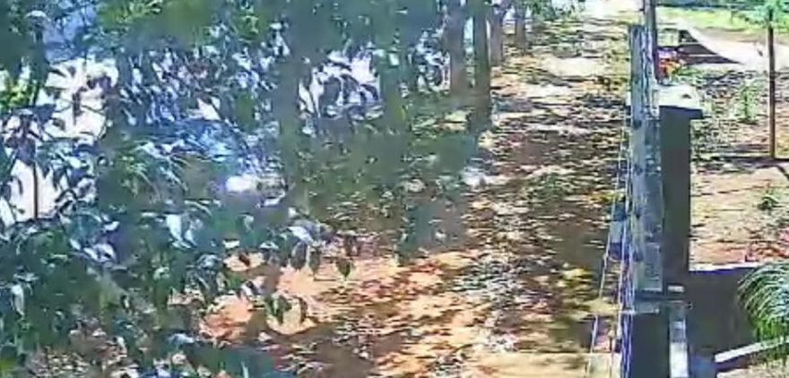 Câmera registra momento em que carro bate contra árvore na Rua Antonina