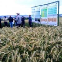 IDR-Paraná apresenta viabilidade do cultivo de cereais de inverno em Ponta Grossa