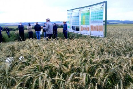 IDR-Paraná apresenta viabilidade do cultivo de cereais de inverno em Ponta Grossa