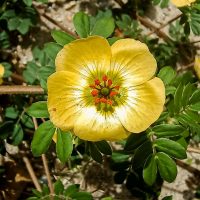 Imagem referente a Planta invasora da Caatinga pode ser risco para ecossistema no Rio