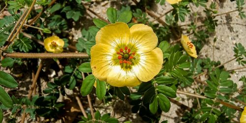 Imagem referente a Planta invasora da Caatinga pode ser risco para ecossistema no Rio