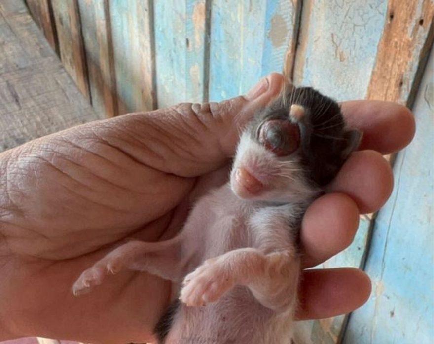 Ciclope? gato nasce com apenas um olho em Goioerê; veja vídeo