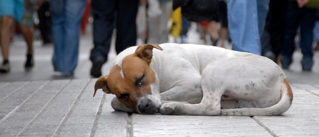 Castração: decreto regula Programa de Controle Populacional de cães e gatos em Cascavel