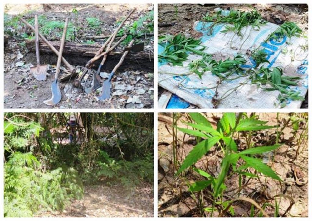 Plantação de maconha é encontrada em área de mata em Moreira Sales