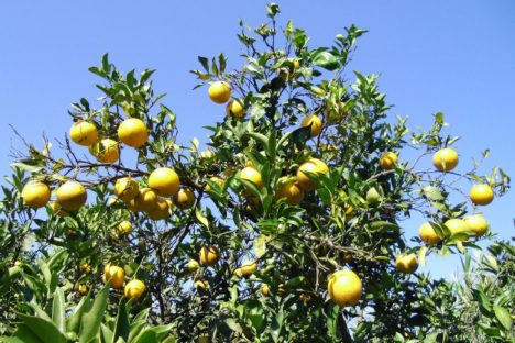 Estudo conduzido por técnicos do IDR indica melhores opções de laranja-pera para agricultura
