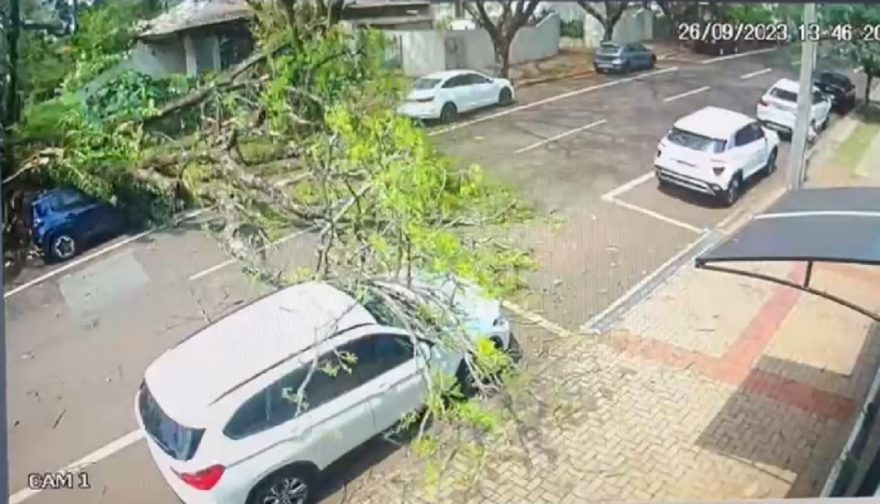 Árvore cai e atinge dois carros na Rua Afonso Pena