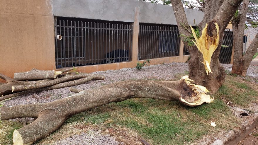 Tronco de árvore cai no Bairro Brasmadeira