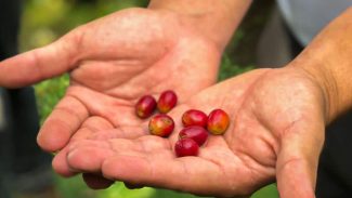 Dia Internacional do Café: grão costa-riquenho conquista turistas