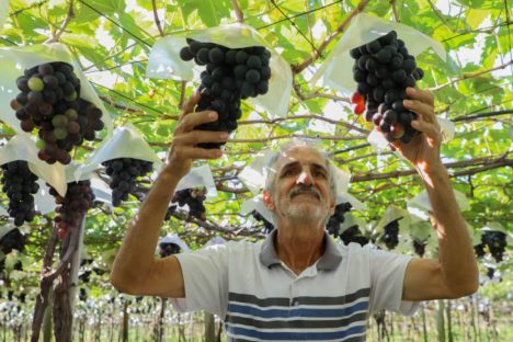 Imagem referente a Indicação Geográfica reforça vocação de Marialva como maior produtora de uvas do Paraná