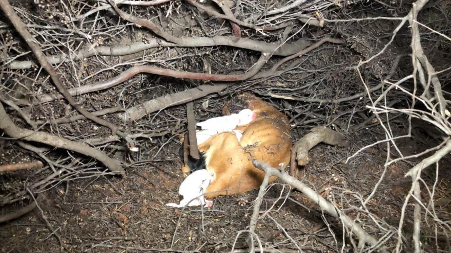 URGENTE: internautas pedem socorro para cachorra que teve filhotes depois de ser atropelada