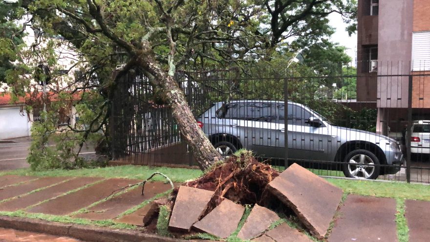 Árvore e placas são arrancadas na Rua São Paulo, no Centro