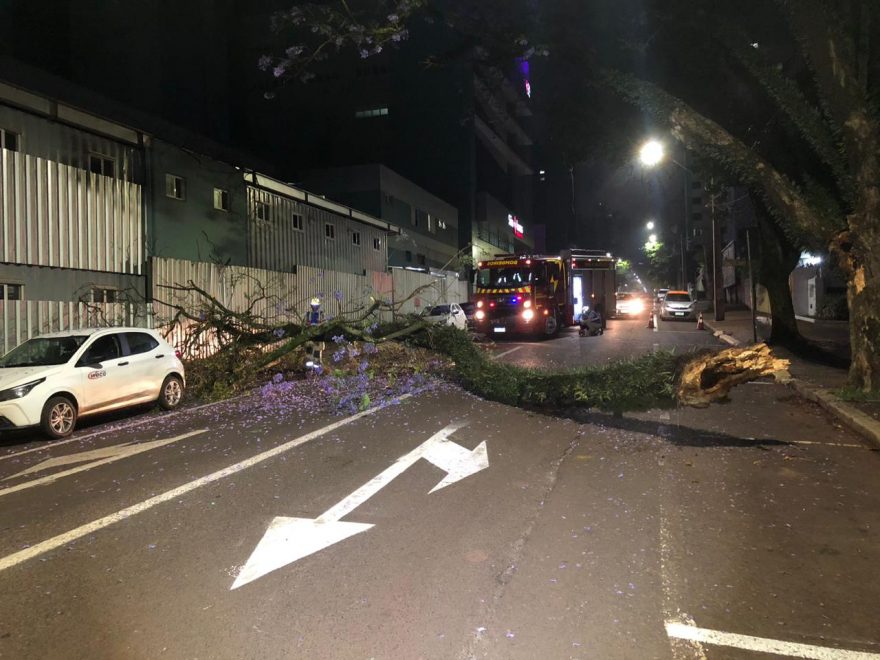 Árvore cai e interdita Rua Mato Grosso no Centro