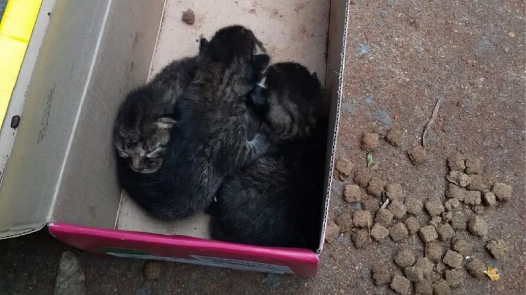 Mulher é multada em R$ 6 mil por abandono de gatinhos em Arapongas