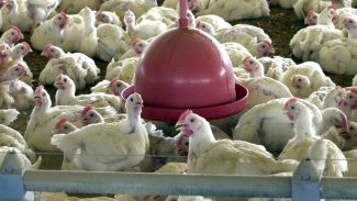 Argélia abre mercado para carne de frango do Brasil, diz Itamaraty
