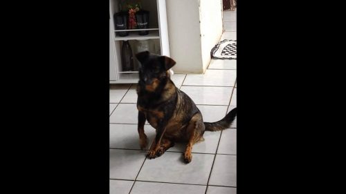 Cachorra Ollie desapareceu no bairro Guarujá Imagem referente a Cachorra Ollie desapareceu no bairro Guarujá