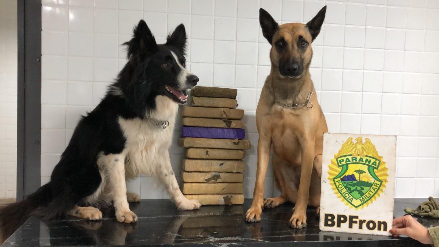 Com auxílio de cães farejadores, BPFron apreende 8 kg de maconha e detém suspeito na Rodoviária