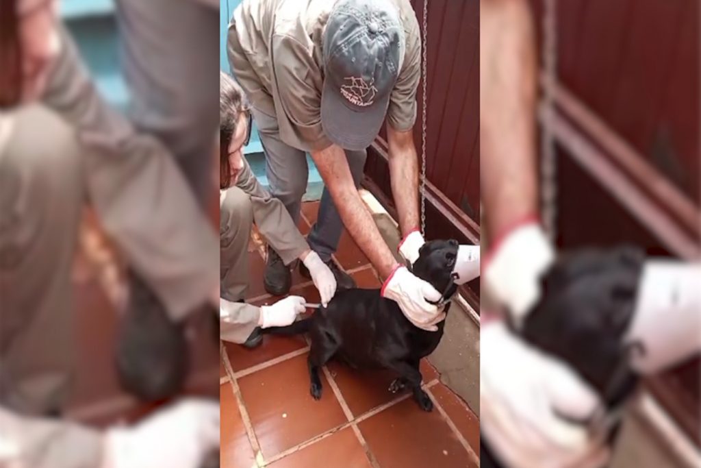 Mutirão de vacinação alcança 160 cães e gatos no Parque São Paulo