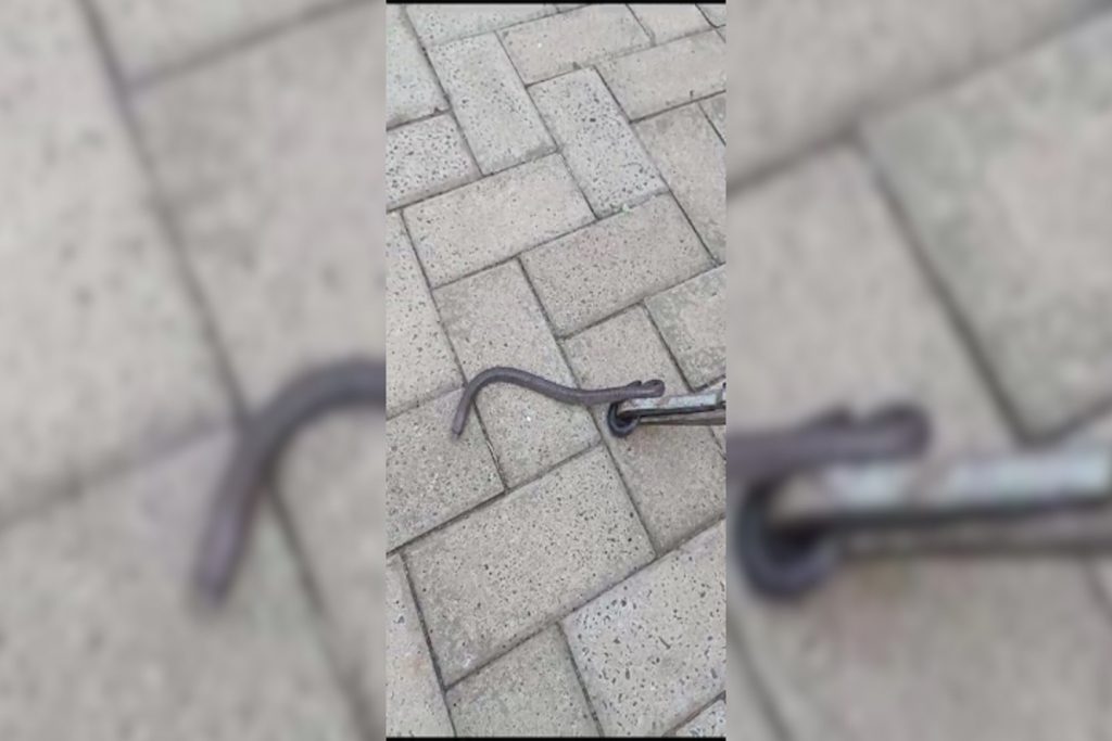 Moradora do Alto Alegre é surpreendida por cobra dentro do vaso sanitário