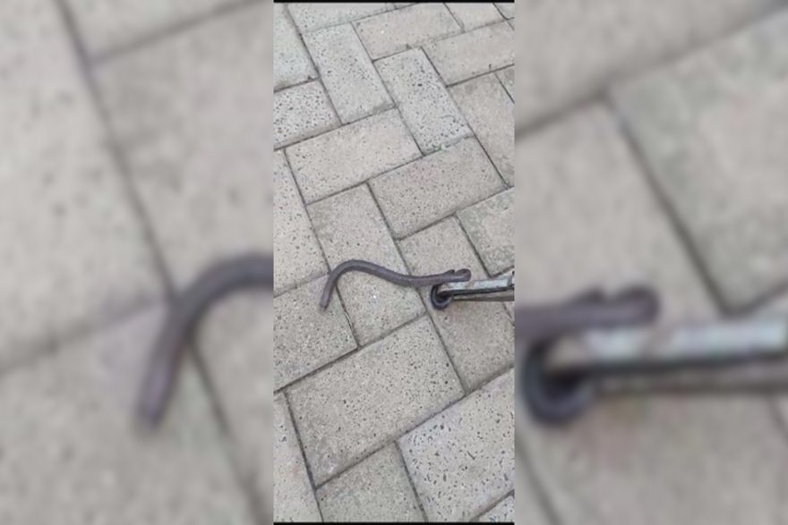 Moradora do Alto Alegre é surpreendida por cobra dentro do vaso sanitário