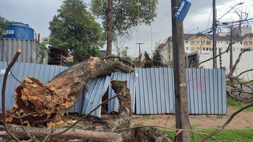 Vendaval arranca árvore pela raiz na rua Sete de Setembro