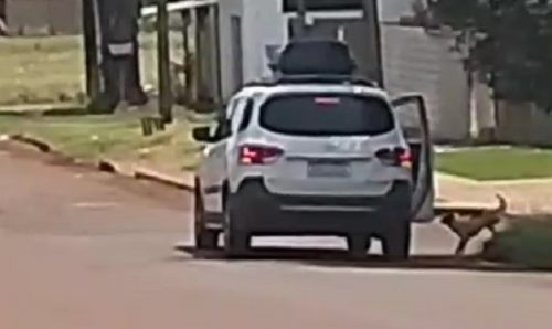 Vídeo flagra mulher abandonando cachorrinha de três patas no Cascavel Velho Imagem referente a Vídeo flagra mulher abandonando cachorrinha de três patas no Cascavel Velho