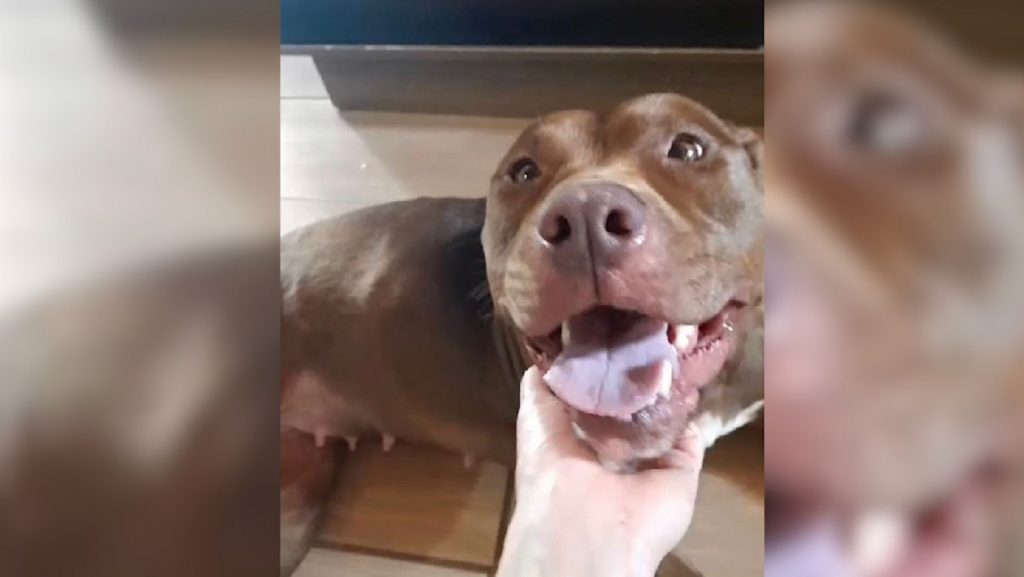 Cadela Pitbull resgatada de maus-tratos precisa de um novo lar