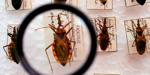 Imagem referente a Plataforma pretende reunir pesquisas sobre a Doença de Chagas