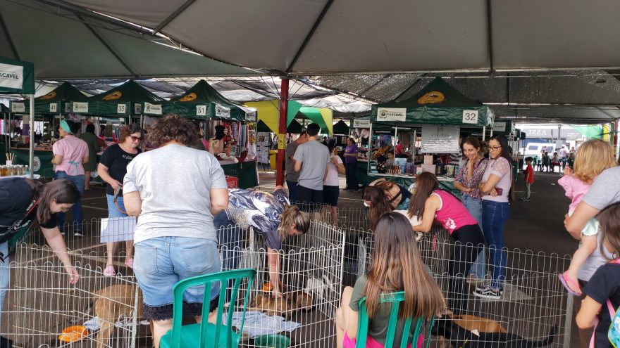 Feira de adoção de animais é realizada na Feira do Teatro deste domingo