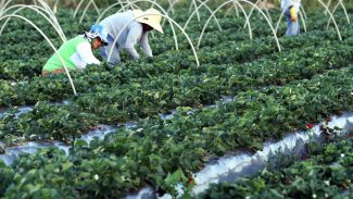 Plataforma do Desenrola renegociará dívidas de agricultores familiares