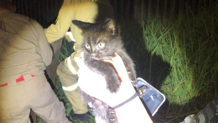 Bombeiros resgatam gatinho de bueiro no Santa Cruz