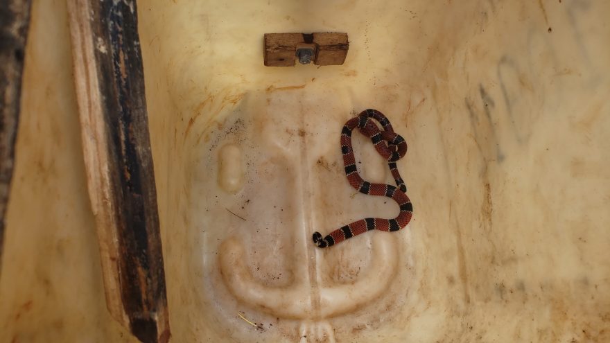 Cobra é capturada em residência no Bairro Turisparque