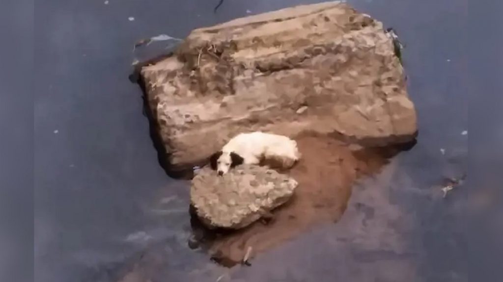 Cachorro é resgatado após ficar ‘ilhado’ em córrego de Umuarama