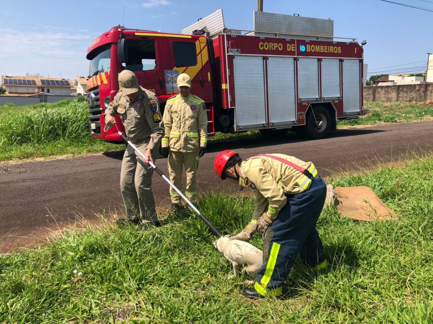 Em mais um belo trabalho, bombeiros salvam cachorro que caiu em bueiro na Região da FAG